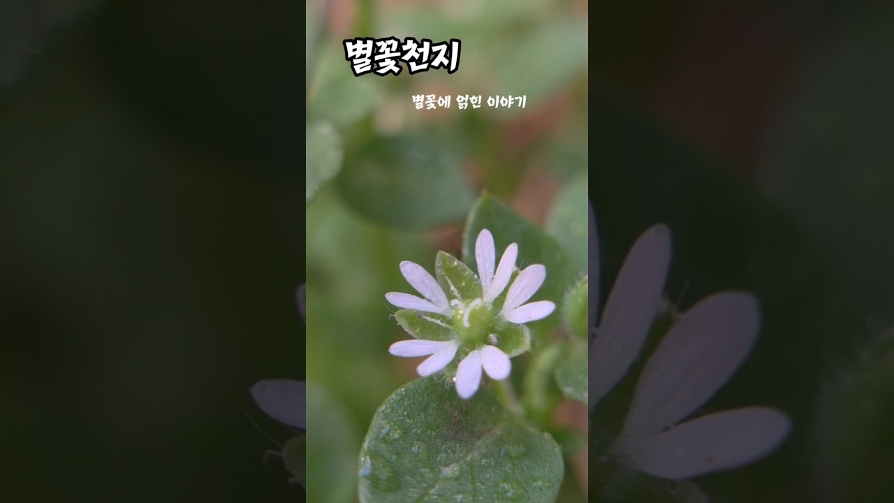 Samzil.별꽃이야기. #꽃설명 #꽃날 ,#K-trot.