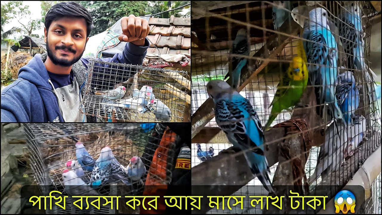 Bird Business | পাখি ব্যবসা করে আয় মাসে লাখ টাকা | New Business Idea