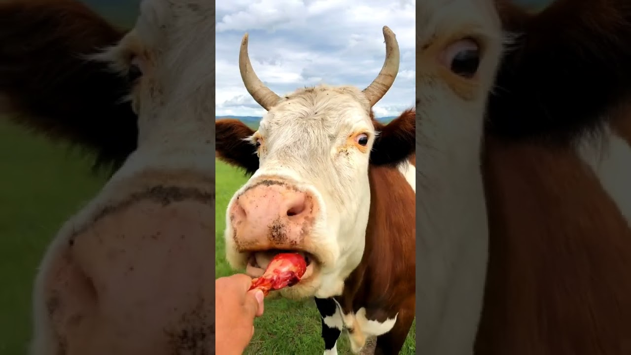[Cow with me] cow eat meat, eat beef steak.