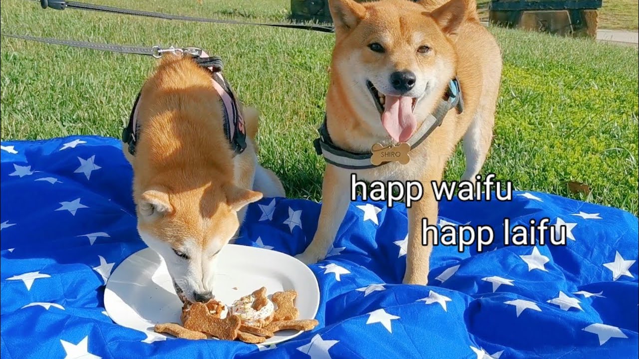 Shiro Takes Waifu for a Surprise Picnic