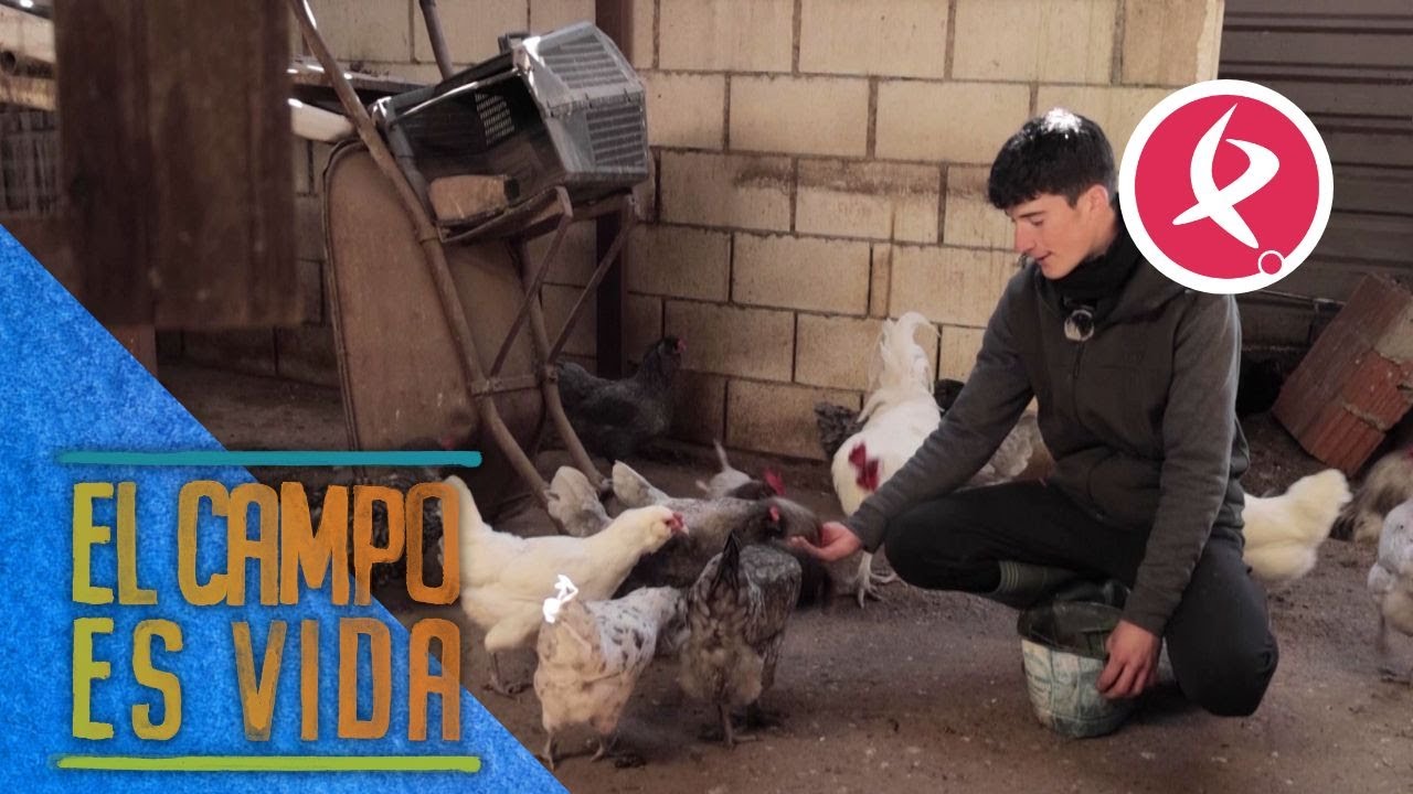 En el gallinero de Jose conviven gallinas, gallos y pavos reales | El campo es vida