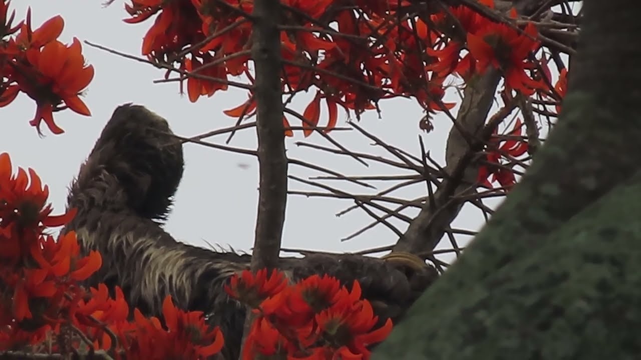 Entre aves pericos y flores encuentro a un perezoso 