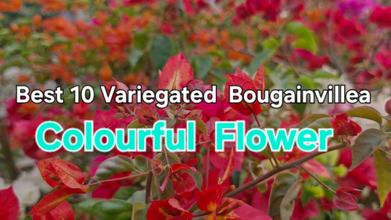Best 10 Variegated Bougainvillea Flower 🌹💐❤️