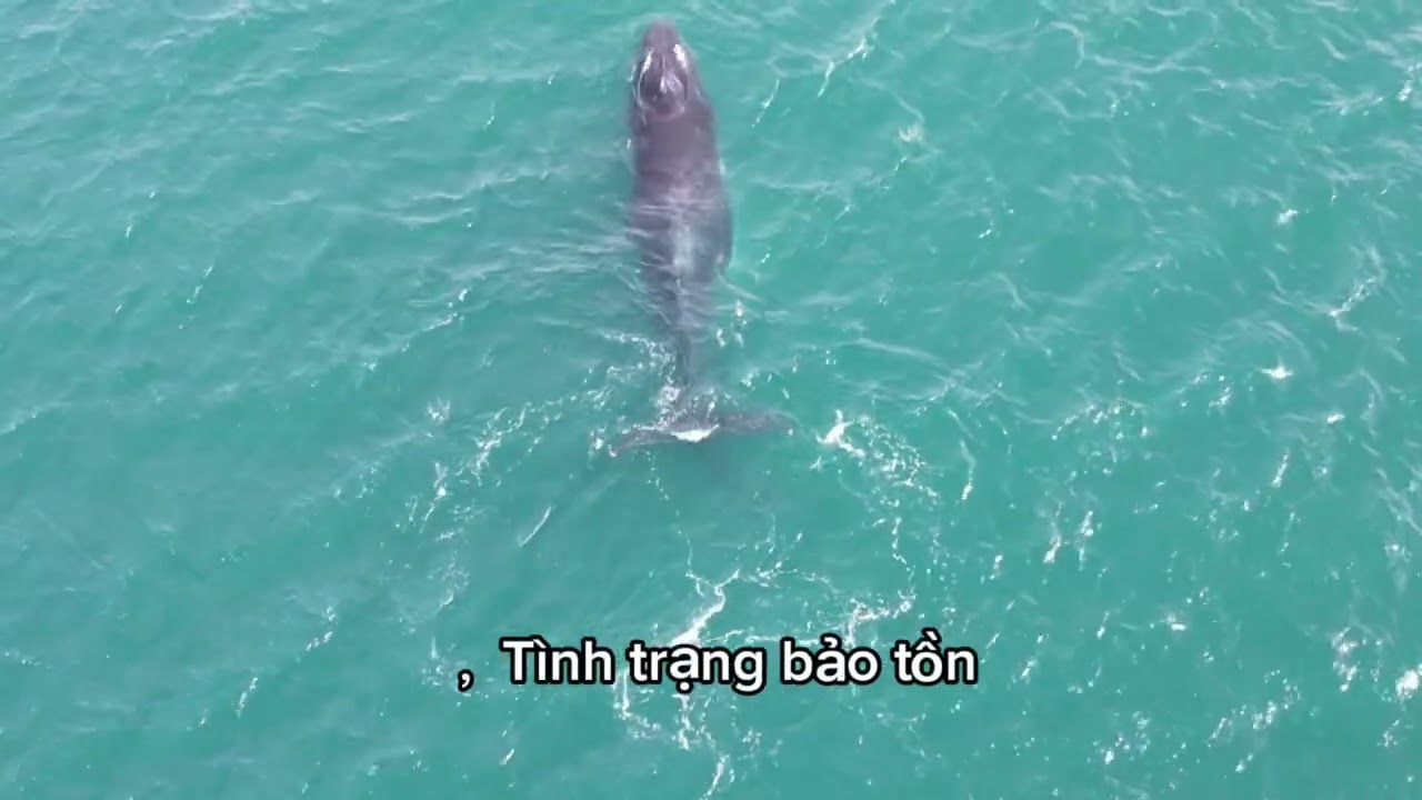 Loài cá voi xanh