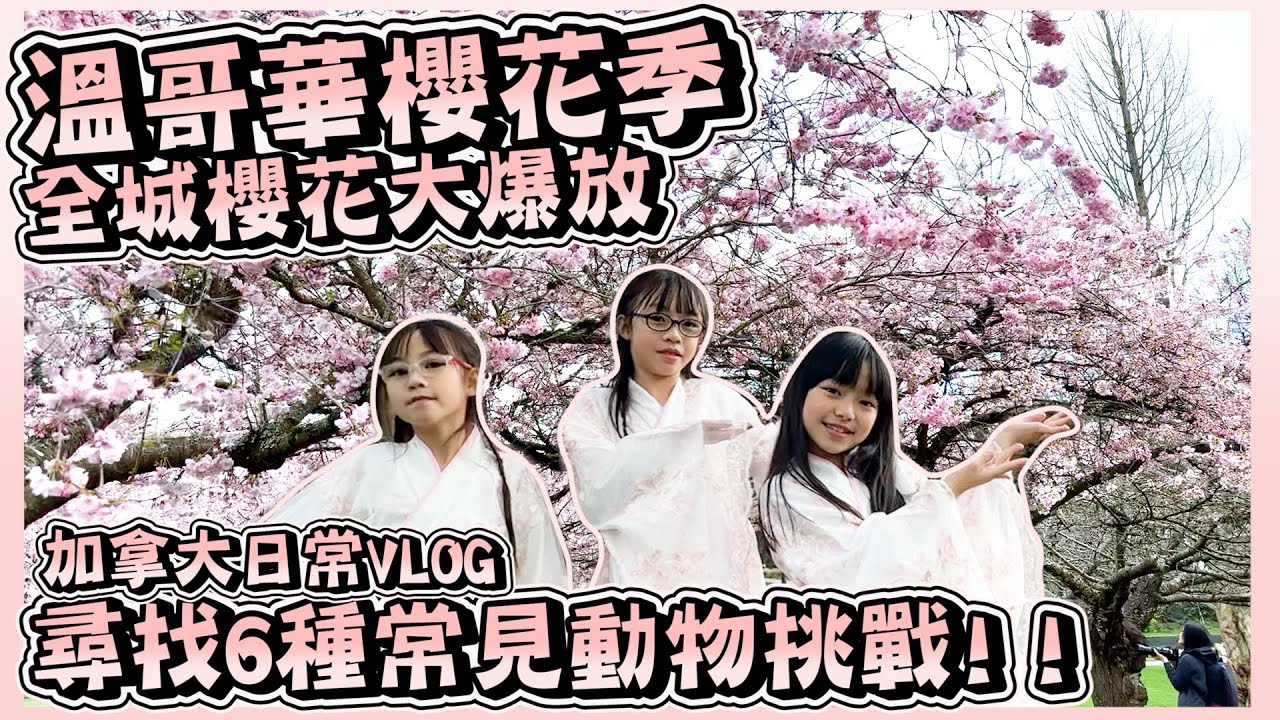 【溫哥華初次賞櫻】｜尋找小動物挑戰！｜Richmkns真係到處都係小動物｜加拿大日常VLOG｜Hailey Family
