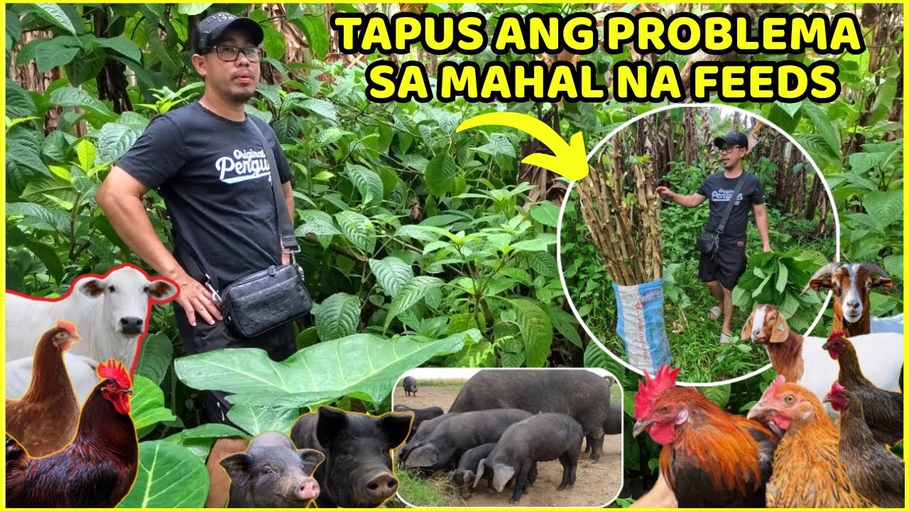 TAPUS ANG PROBLEMA SA MAHAL NA FEEDS - MAGTANIM NG MARAMING MADRE DE AGUA
