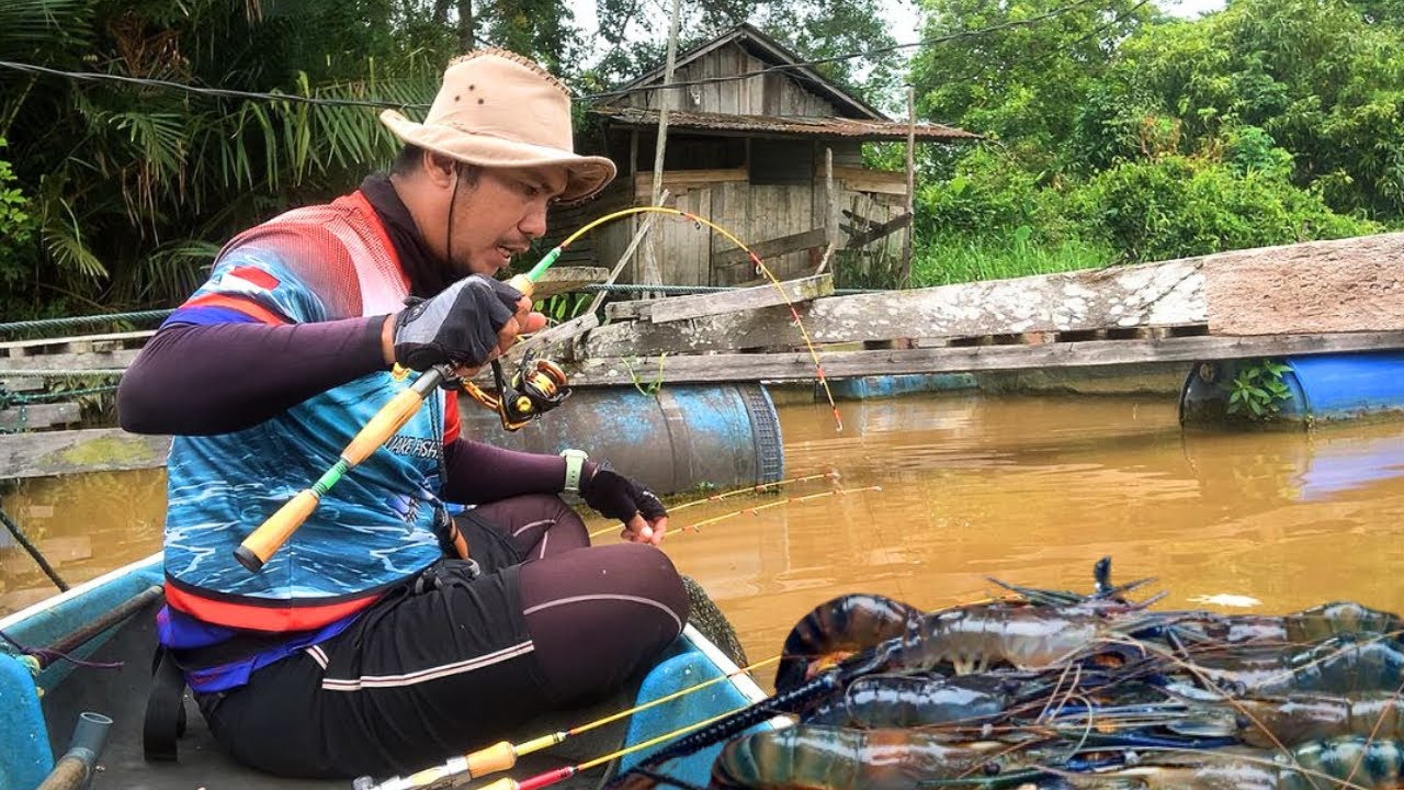 MENGGEMPARKAN !! ROMBONGAN UDANG GALAH MENGGASAK PANCING SAYA, MANCING UDANG GALAH