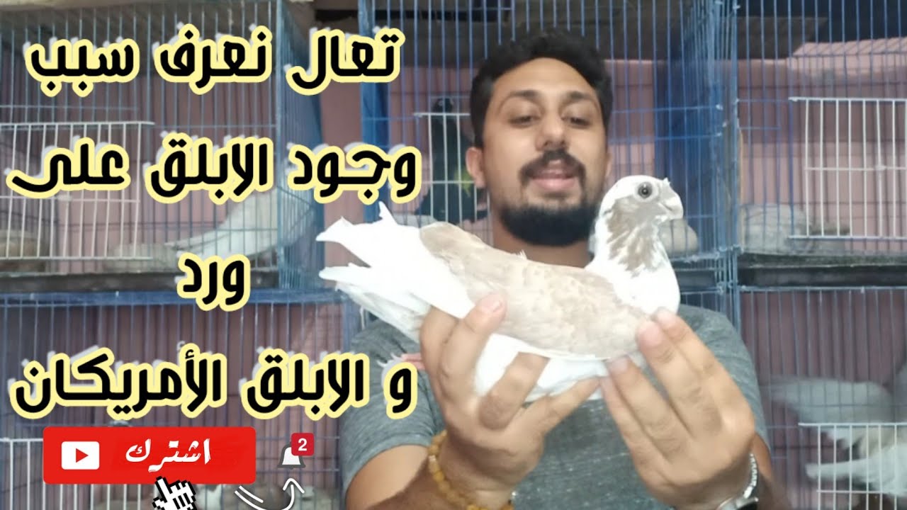 #ابلق_على_ورد#ابلق_امريكان                   تعال نعرف سبب وجود الابلق على ورد و الأبلق الامريكان