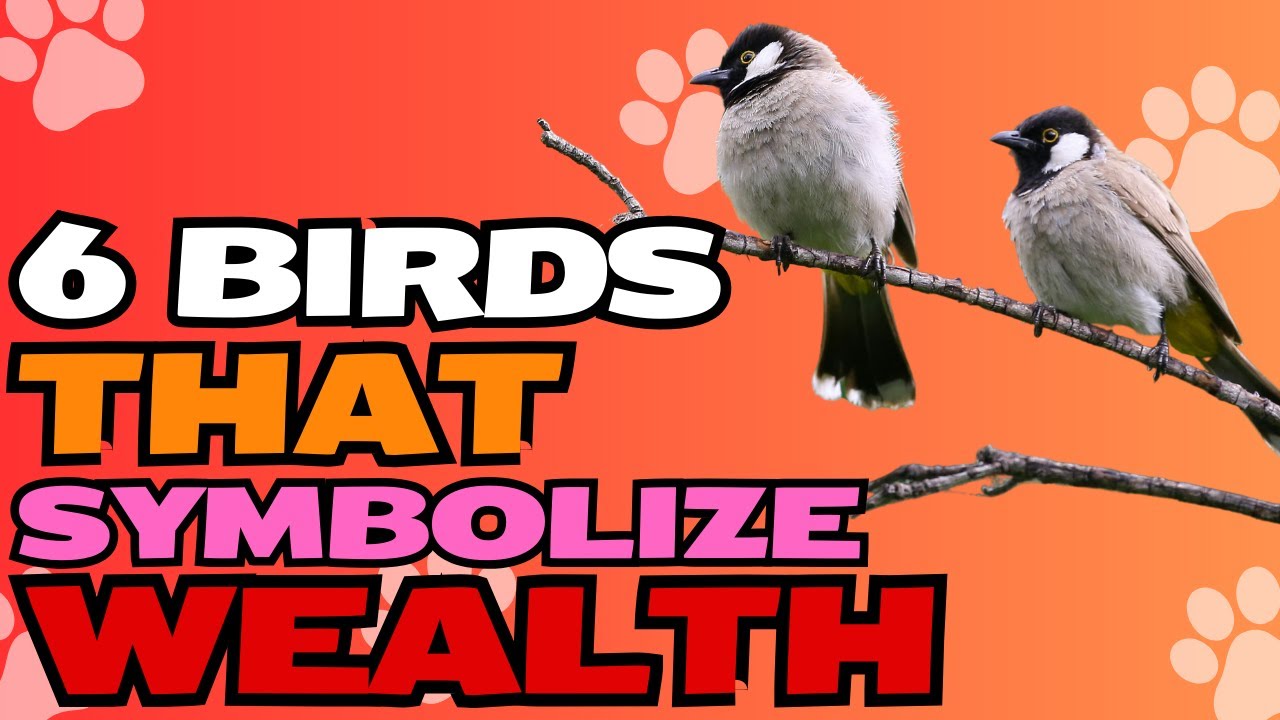 6 Birds That Symbolize Wealth 🦜🕊️