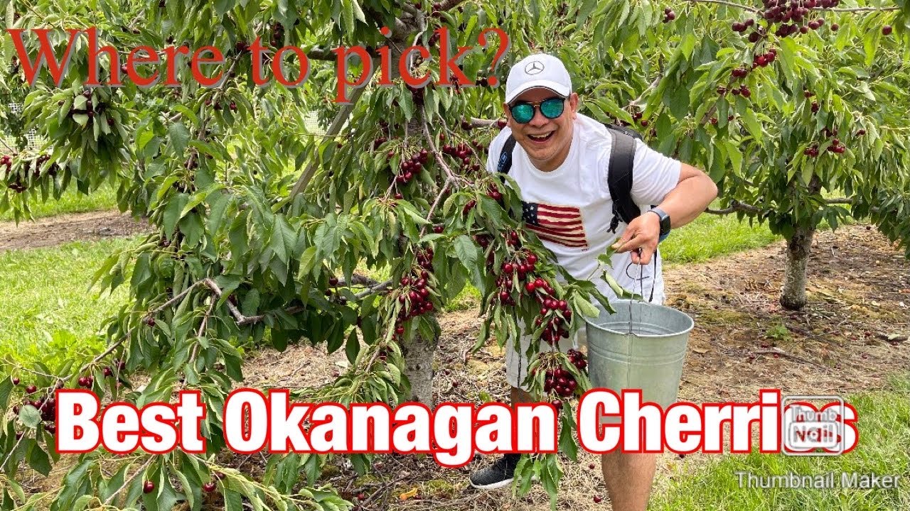 WHERE’S THE BEST PLACE TO PICK CHERRIES 🍒 IN KELOWNA?