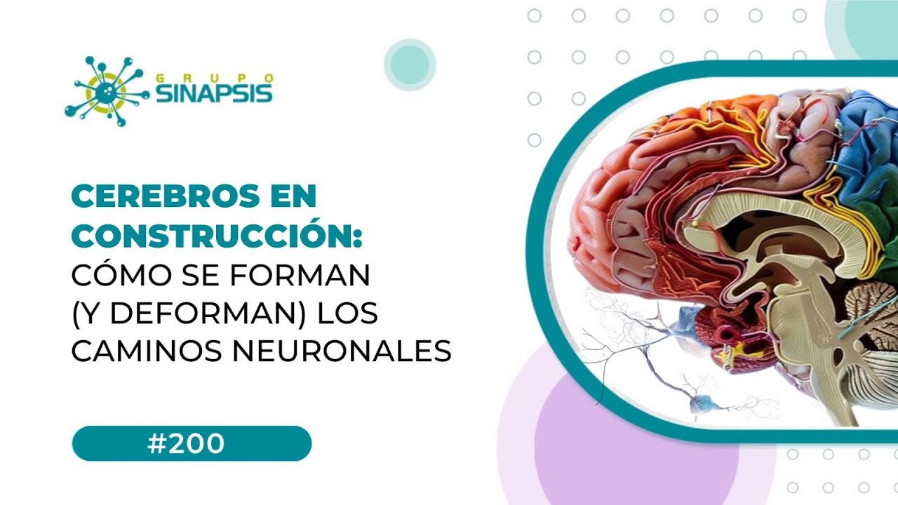 Cerebros en Construcci&oacute;n: C&oacute;mo se forman (y deforman) los caminos neuronales