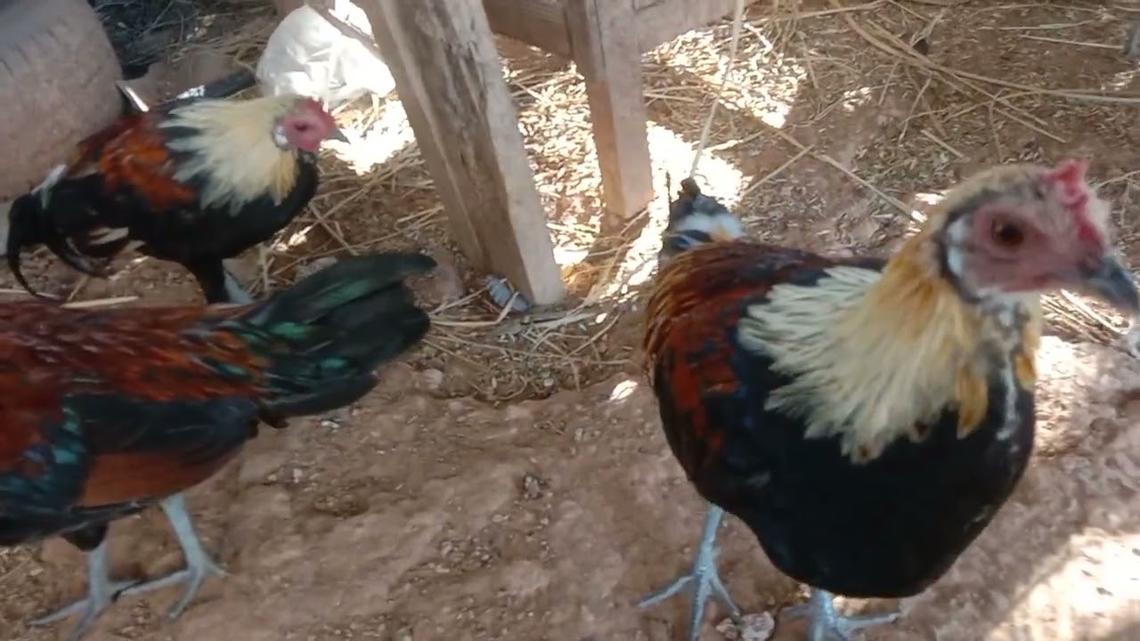 ไก่ต่อลูกผสมสีสา