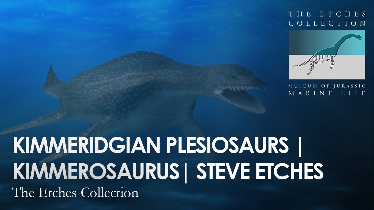 KIMMERIDGIAN PLESIOSAURS | KIMMEROSAURUS | STEVE ETCHES