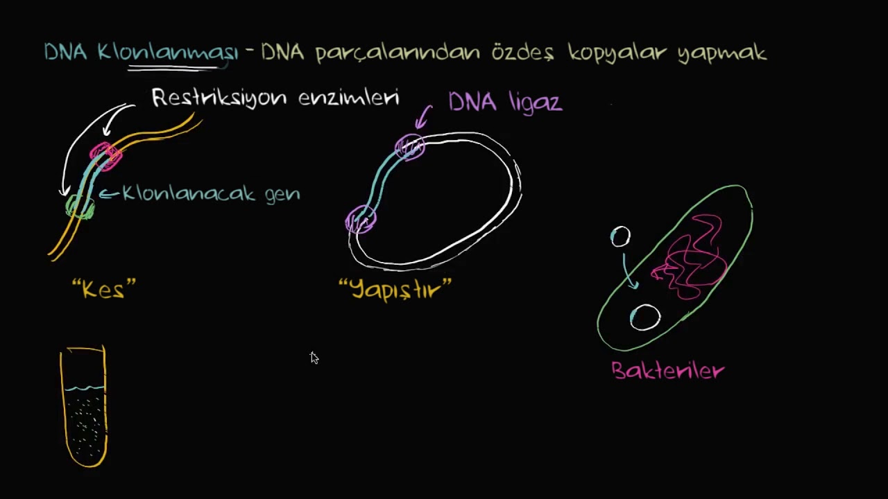 DNA'nın Klonlanması ve Rekombinantı (Fen Bilimleri) (Biyoloji)