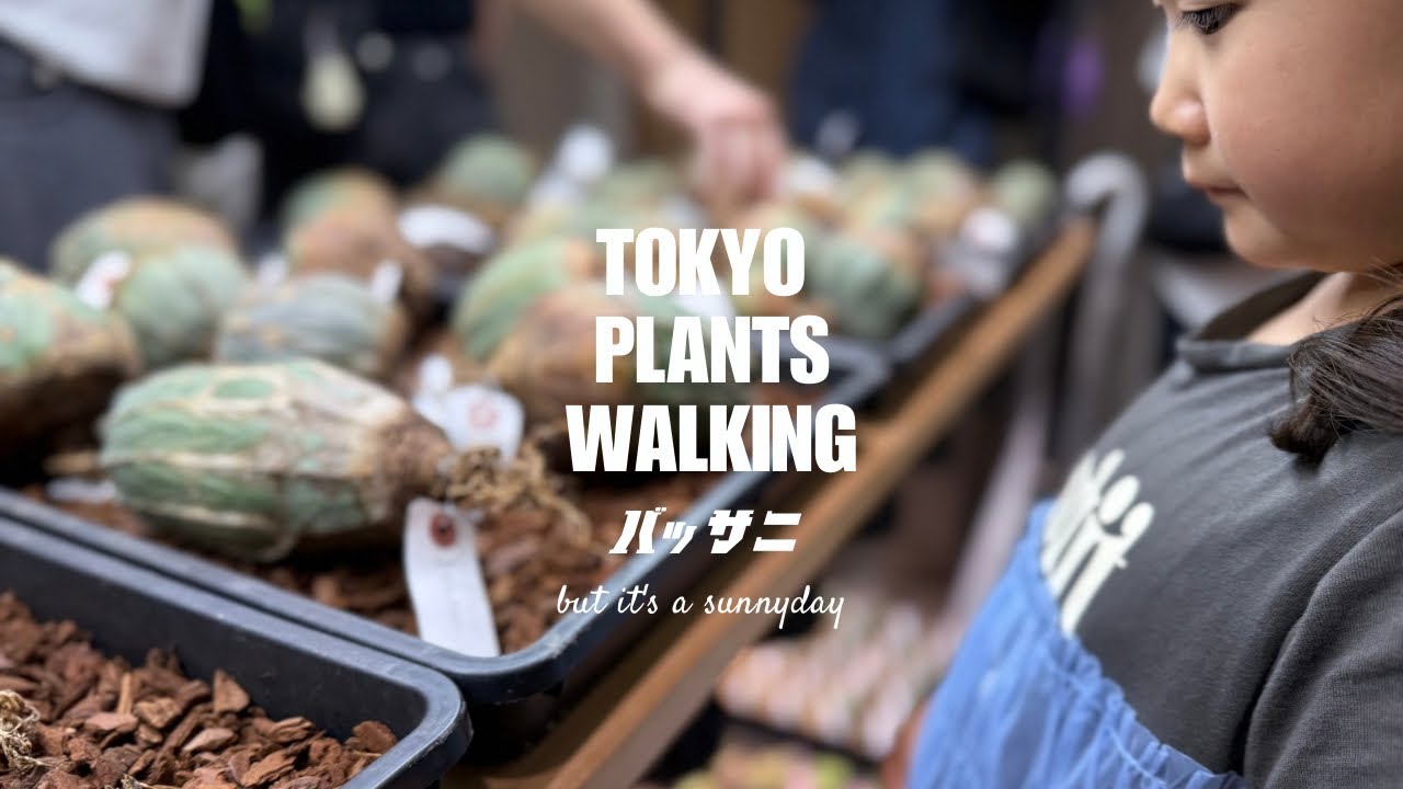【東京植物散歩】ユーフォルビア・オベサと出会い、植え替え、暮らす週末