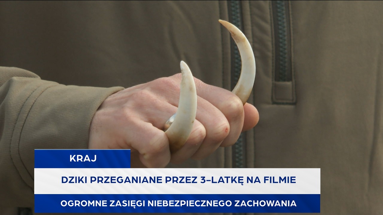 Dziki przeganiane przez 3-latkę na filmie. Ogromne zasięgi niebezpiecznego zachowania