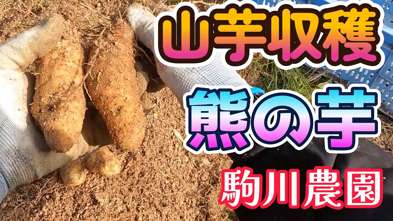 山芋　熊の芋収穫　駒川農園　25.11.21