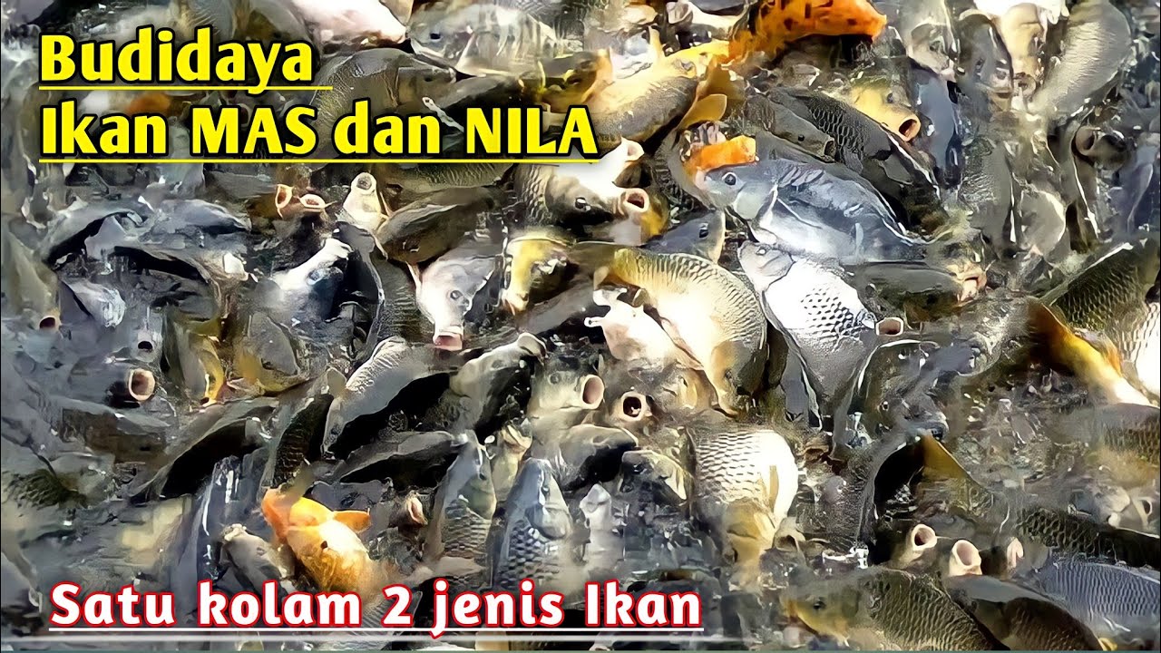 КАК ВЫРАЩИВАТЬ ЗОЛОТЫХ РЫБОК И ТИЛАПИИ В ОДНОМ ПРУДЕ || ЗОЛОТАЯ РЫБКА В ПОЧВЕННОМ БАССЕЙНЕ