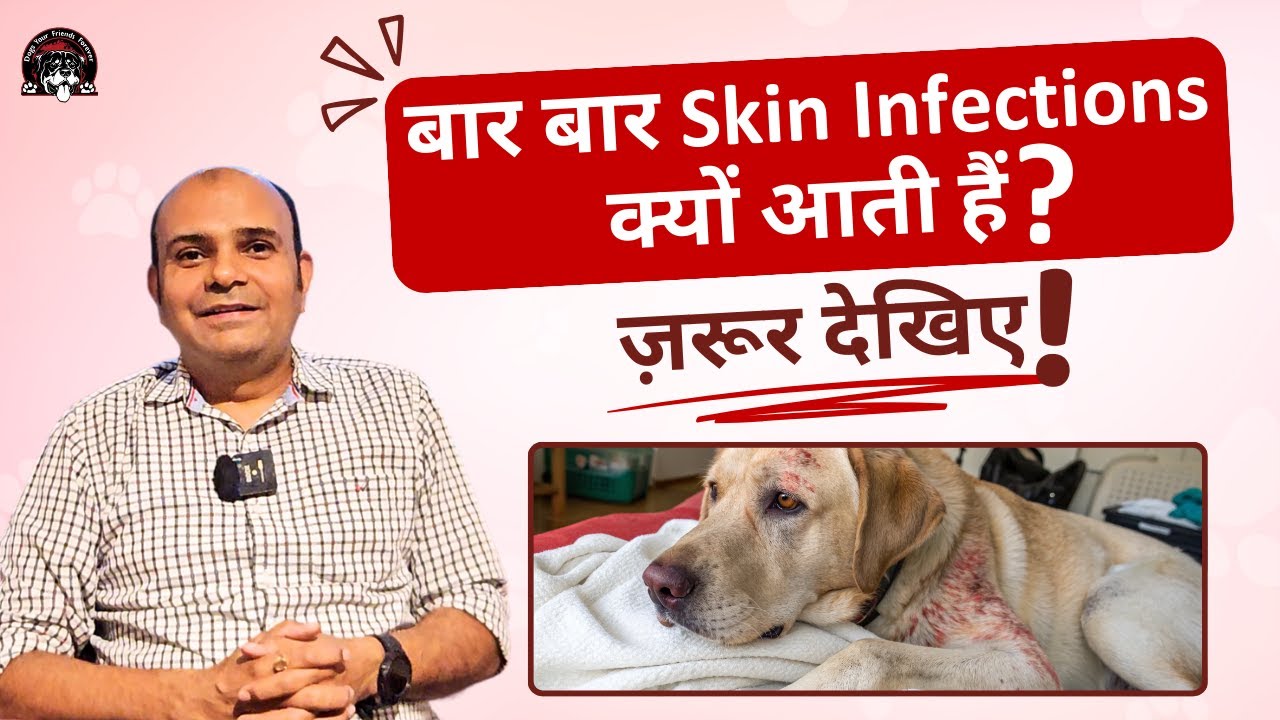 बार बार Dog 🦮 को Skin Infections क्यों आती है❓ By Baadal Bhandaari