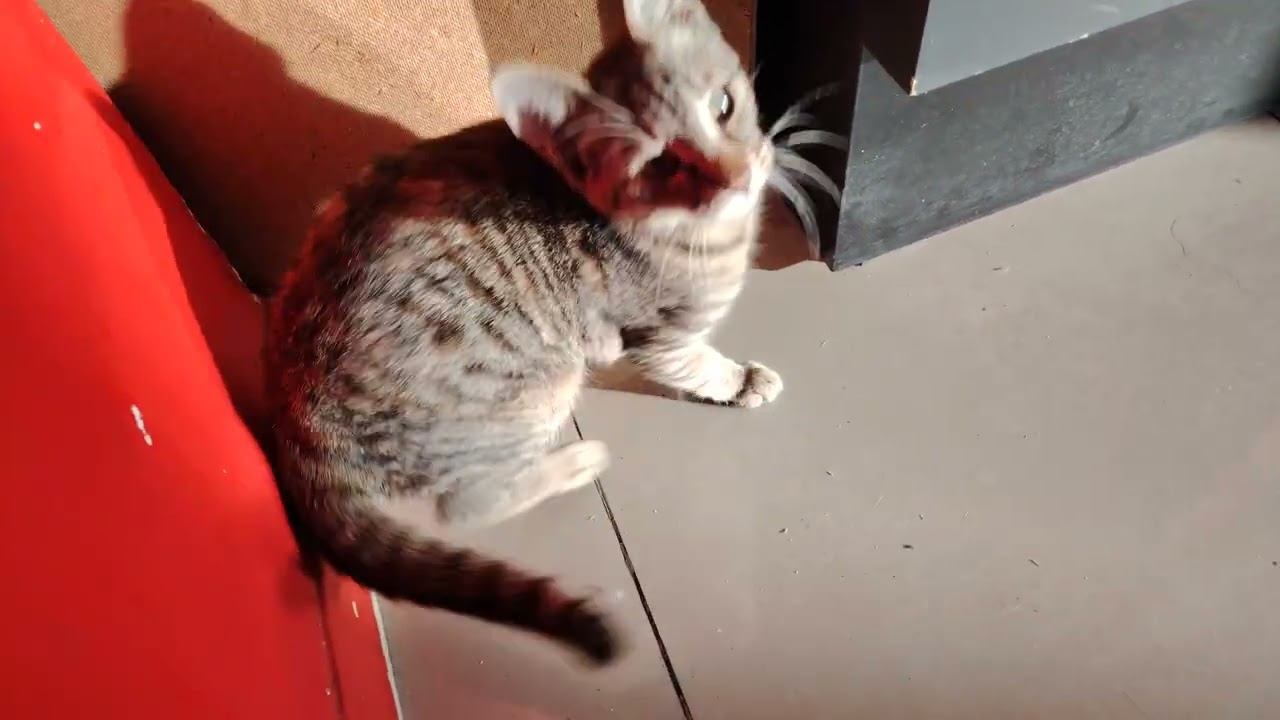 CAT IS WAITING FOR HIS LOVER ON FEBRUARY 14