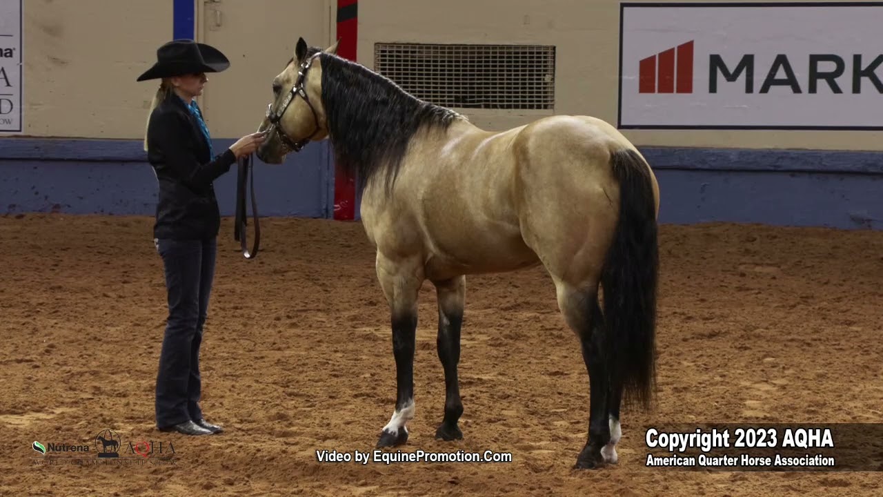 2023 AQHA World Championship Show Amateur Performance Halter Stallions