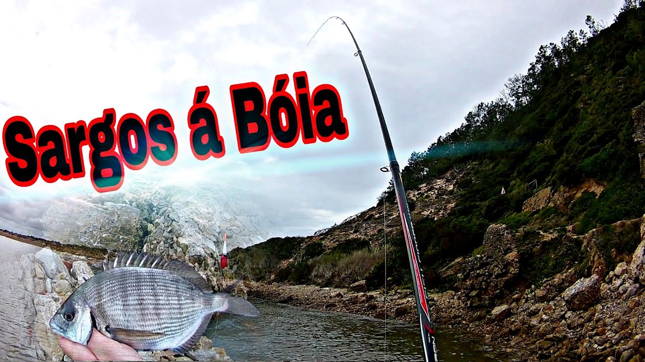 Sargos &aacute; B&oacute;ia / white sea bream fishing / bolognese all saraghi /p&ecirc;che du sar /