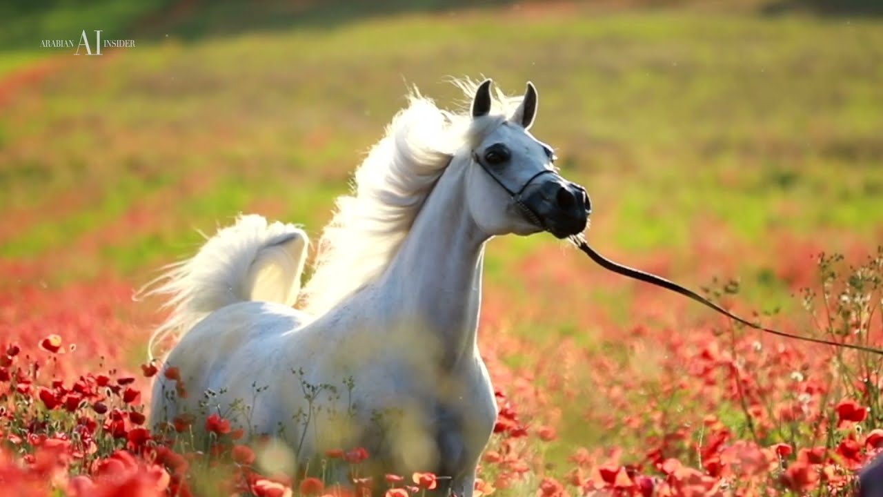 🌹 BAVIERA HVP 🌹 (MARWAN AL SHAQAB x HB BESSOLEA), 2012 Mare