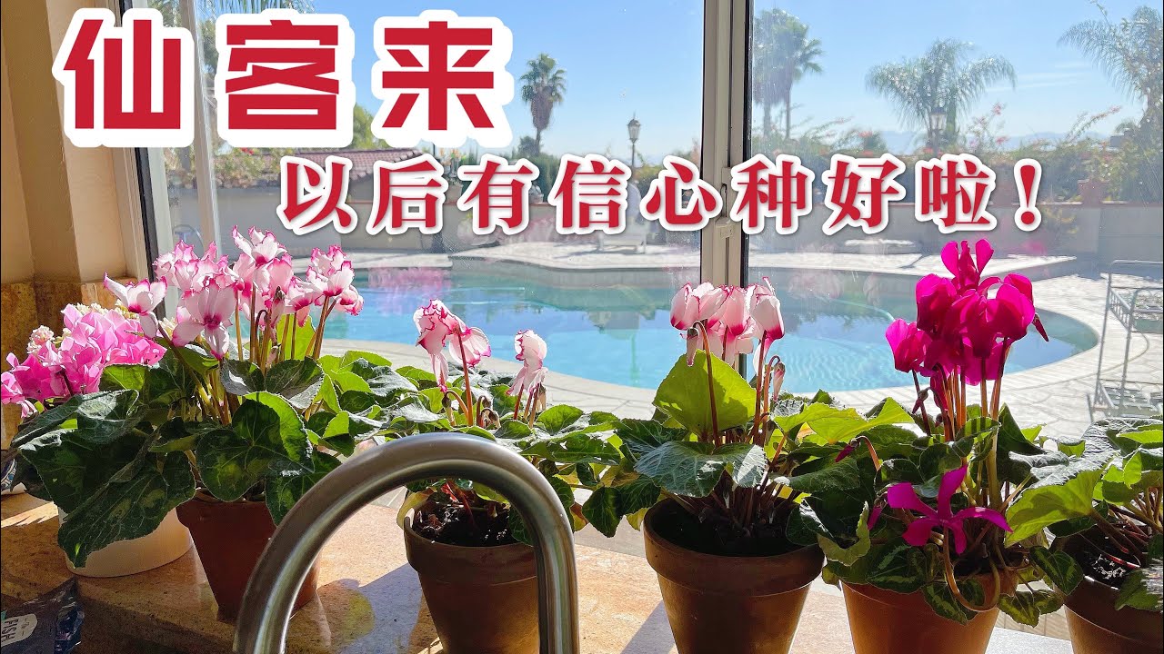 (园艺篇151）仙客来从花期结束～度夏～复花全过程，事实说话！