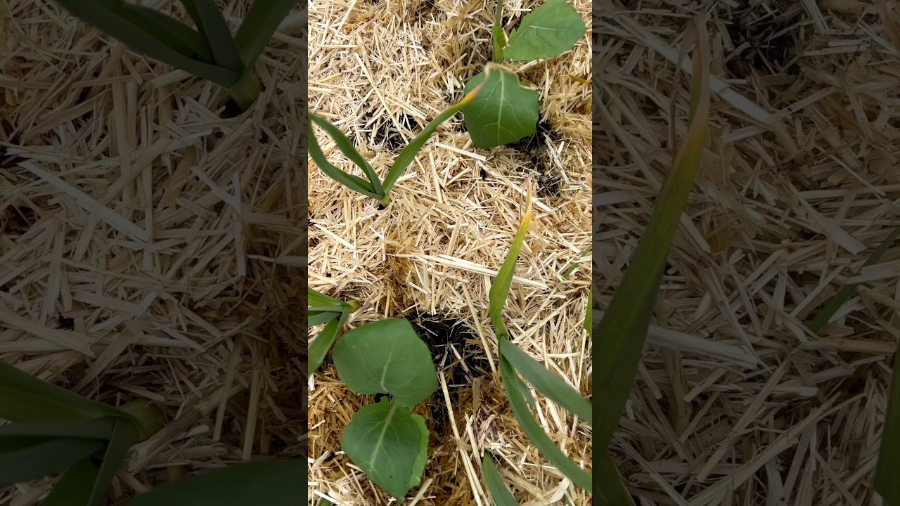 Reduce CABBAGE MOTHS (and weeds)!