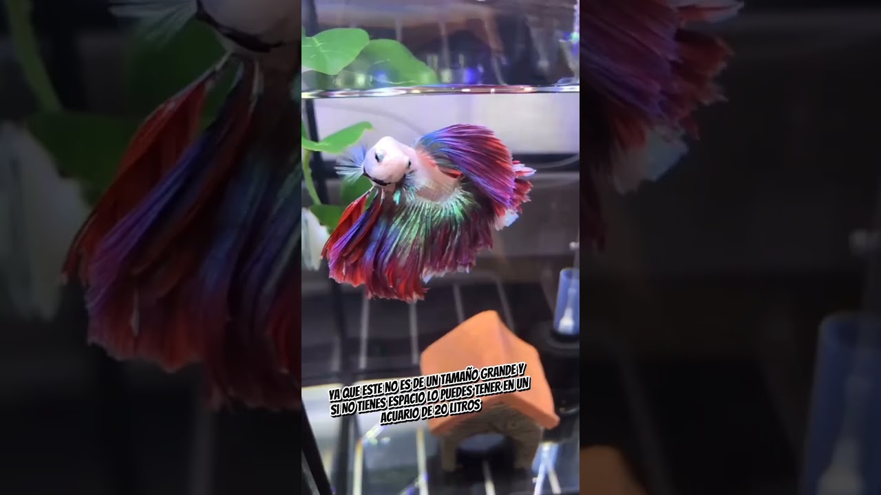 Pez betta de los mejores para tener en un acuario de 20 litros #peces #betta #aquarium