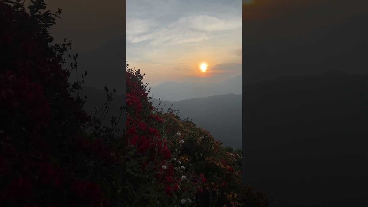 Northern Blossom Flower Farm: A Hidden Paradise in Atok, Benguet