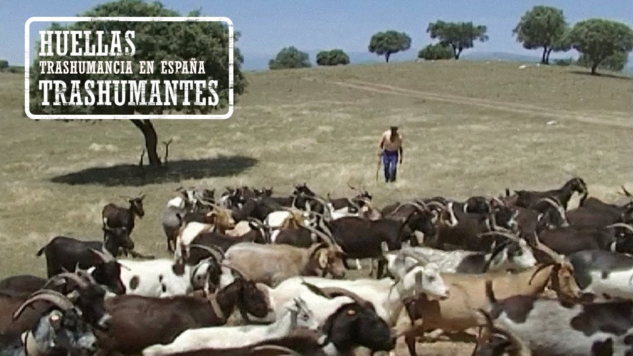 CABREROS TRASHUMANTES EXTREMEÑOS. A la Sierra de la Vera