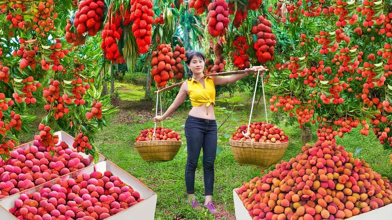 Last Chance to Harvest Tons of Lychees – Selling At The Market | Nhất My Bushcraft