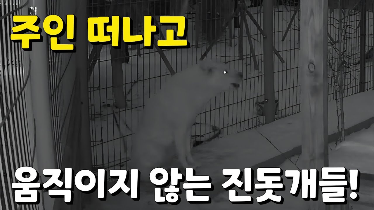 주인이 4시간 외출하고, 진돗개들의 행동!