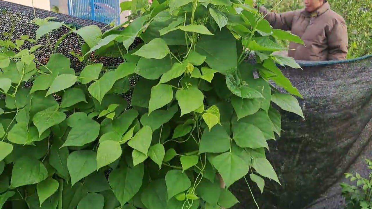 Nhìn lại vườn rau sau những  ngày tết không chăm sóc