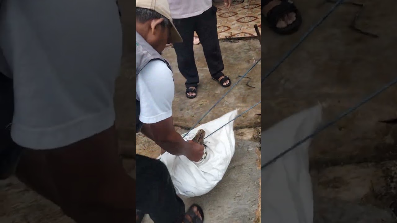 Proses penangkapan ular sanca besar dan panjang #ular #ularsanca 