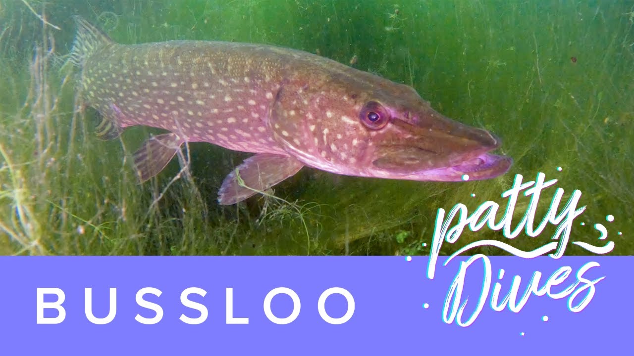 PATTY DIVES Bussloo - 4K small wreck diving with big pike 🐟 in the Netherlands 🤿