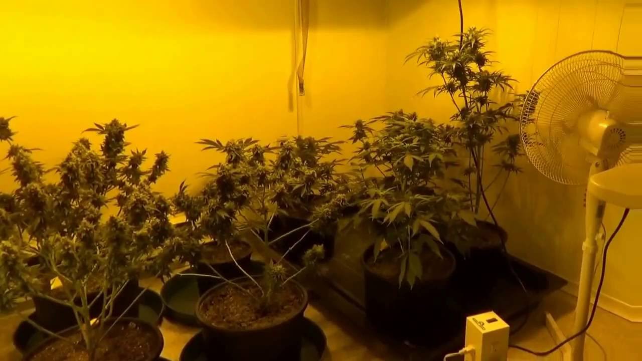 Our Medicinal Marijuana Growroom setup (Health Canada ACMPR Licensed)