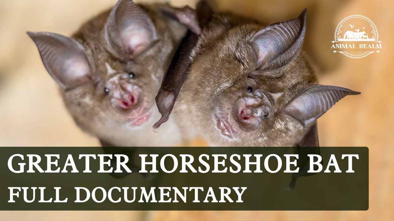 A Complete Documentary of the Greater Horseshoe Bat (Rhinolophus ferrumequinum) #AnimaRealm
