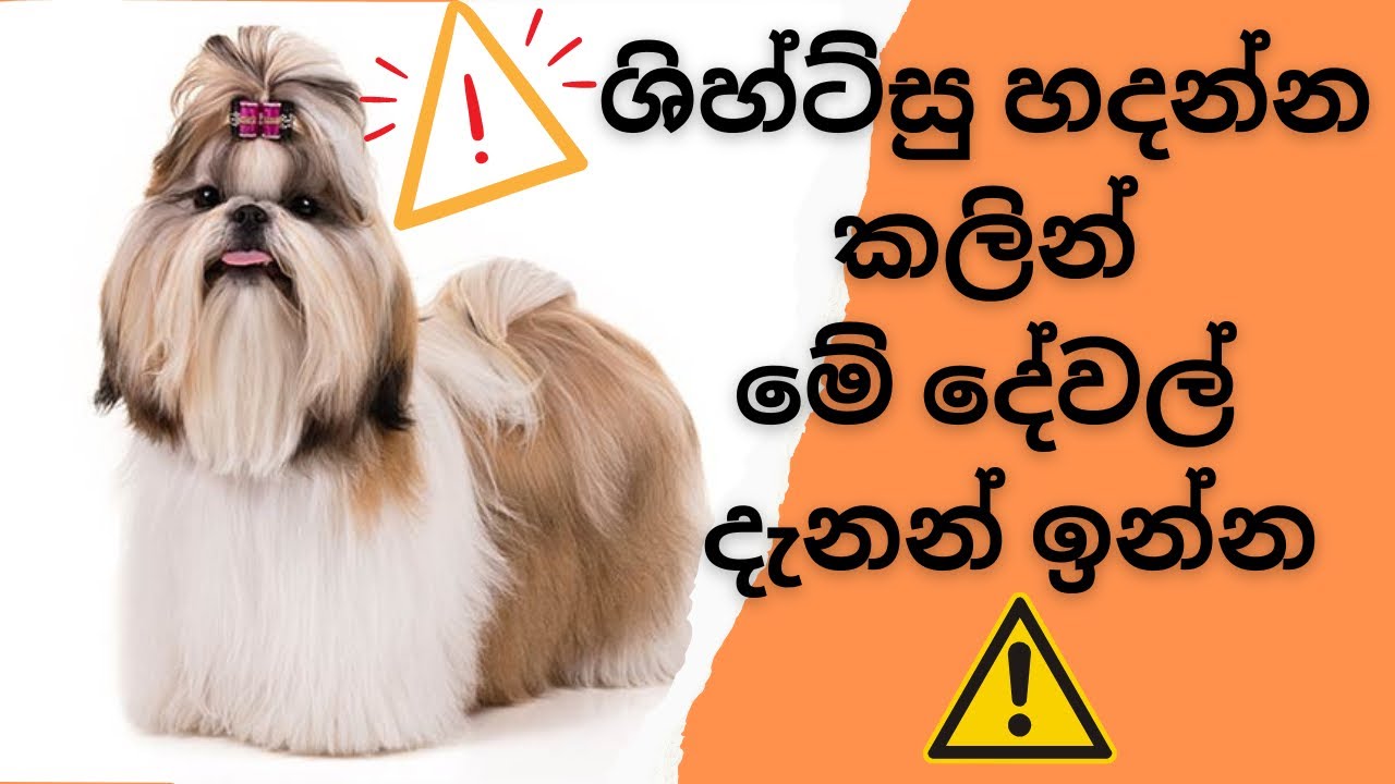 Everything You Need To Know About Shihtzu Dogs In Sinhala | All About Shihtzu Dogs 2023