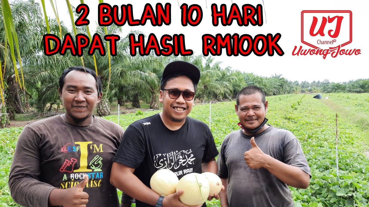 Pulangan sehingga RM100K untuk satu musim | Tembikai Susu Madu Sungai Haji Dorani