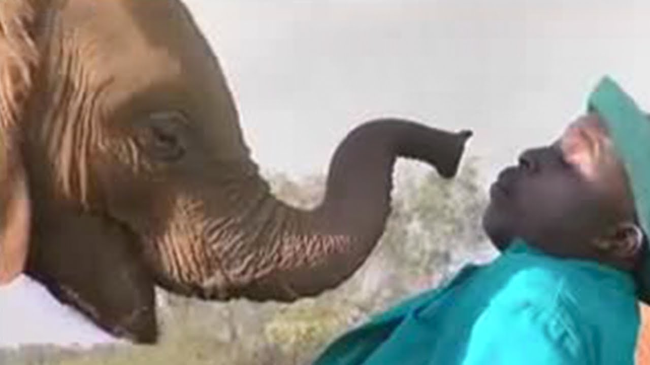 Bonding with Keepers | Elephant Conservation | BBC Studios