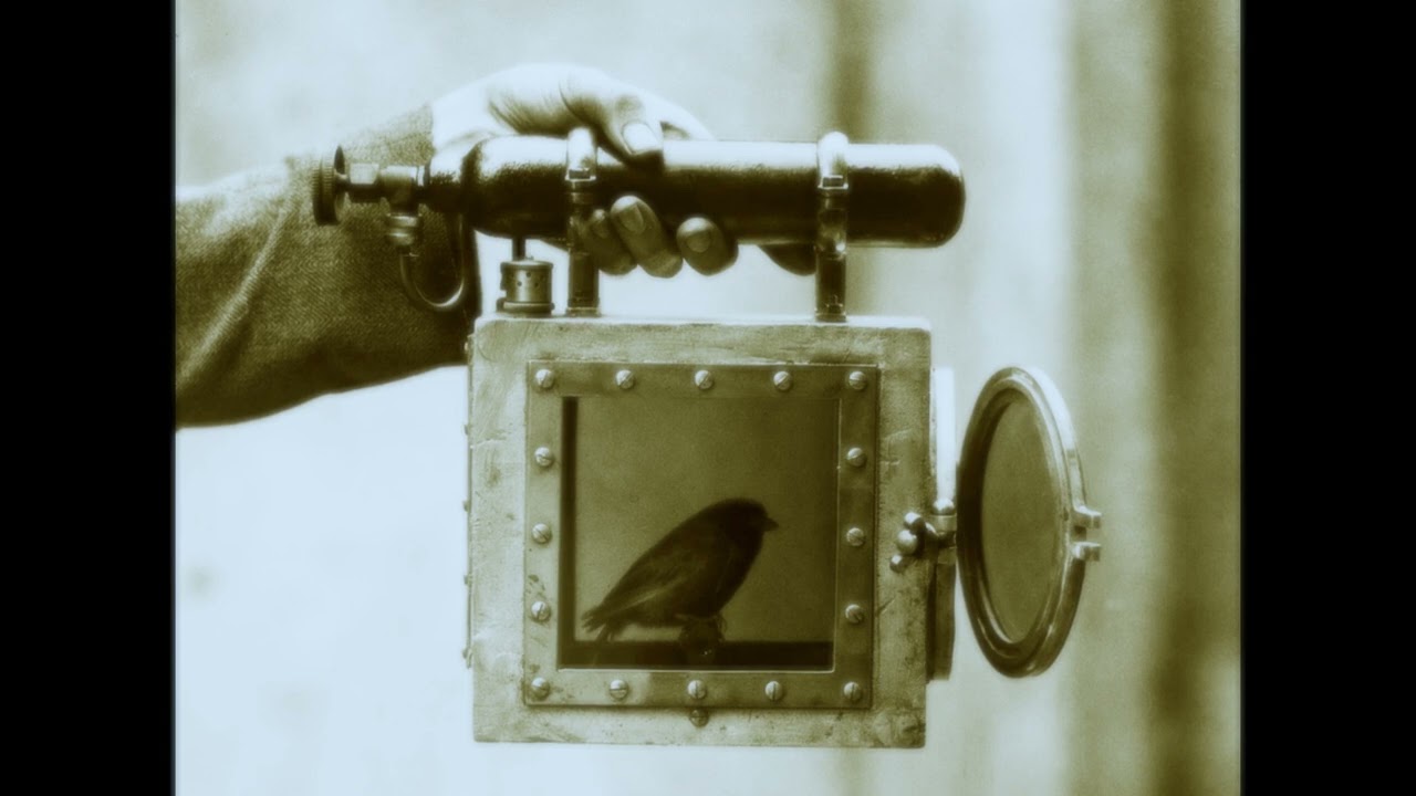 Canari
