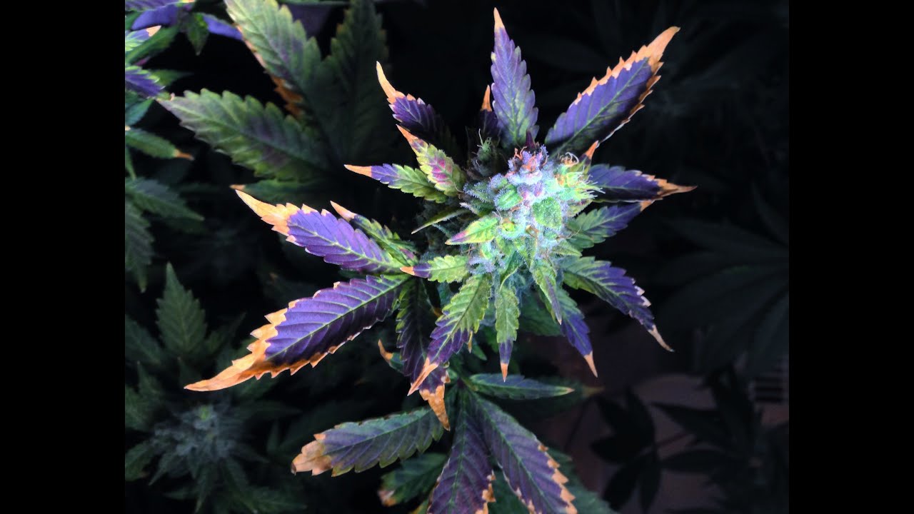 OG Kush just trimmed