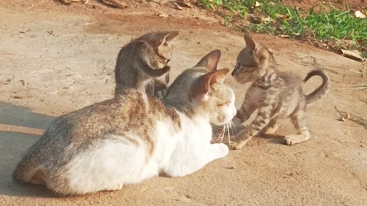 Cat Fun World 🌎 house 🏠 garden 