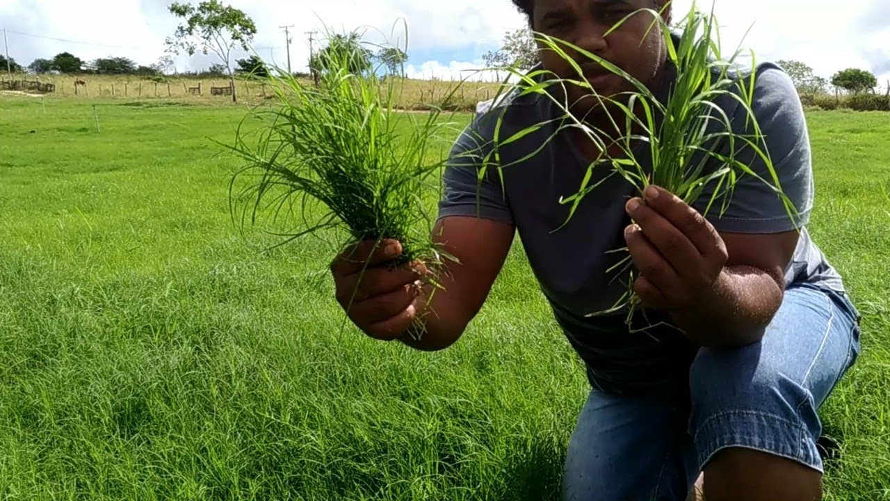 Grama estrela x tifton x vaquero