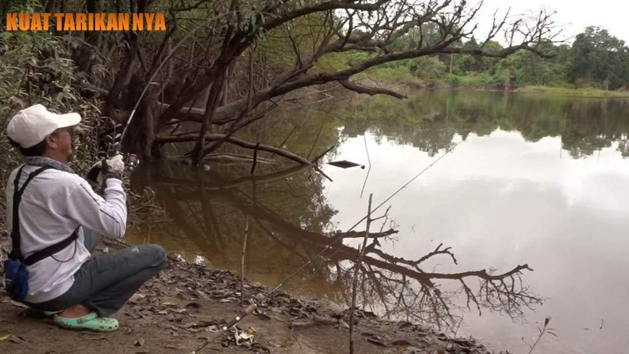 MEMANCING IKAN BELIDA DI DAERAH KALIMANTAN # 4