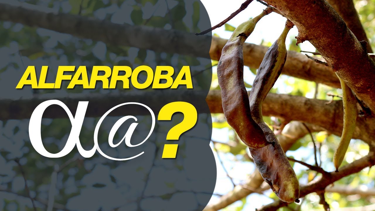 Alfarroba!? Uma planta rara, estranha e deliciosa!