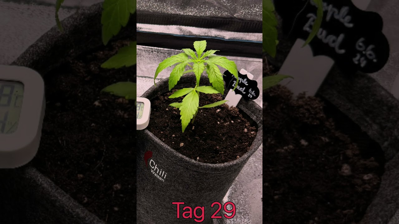 Purple Bud Timelapse | Happy Growing 🍁 #cannabiscommunity #cannabiseducation #weedstagram #smoke 🍁