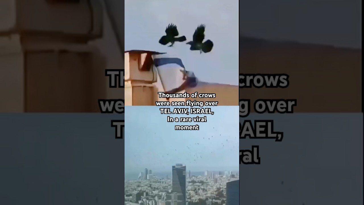 Viral footage from telaviv, israel shows thousands of crows 🐦&zwj;⬛ filing the skyline #israel #crows